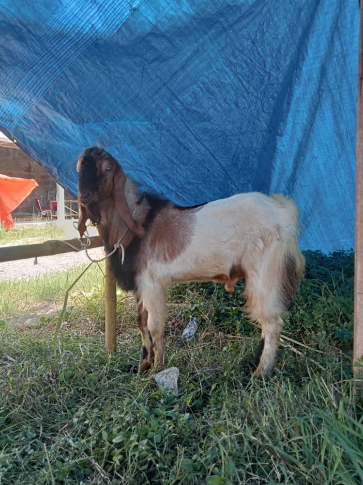 Foto Kurban
