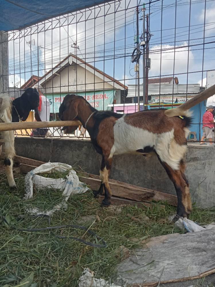 Foto Kurban