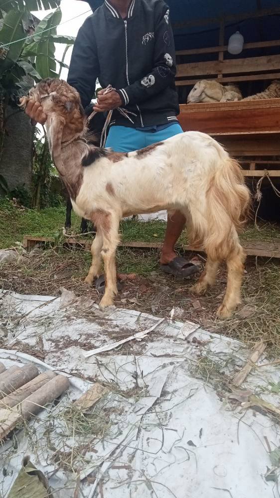 Foto Kurban