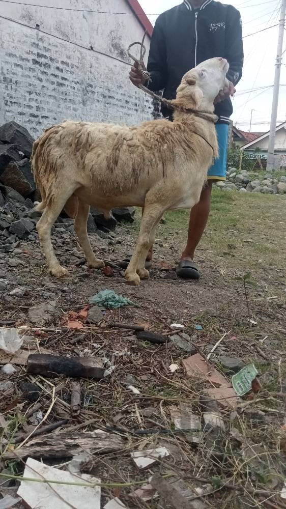 Foto Kurban