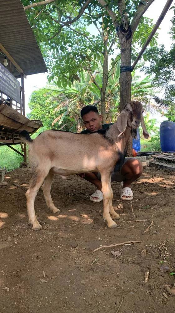 Foto Kurban