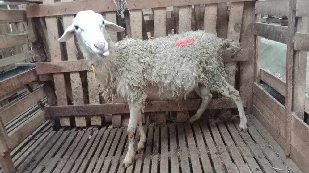 Foto Kurban