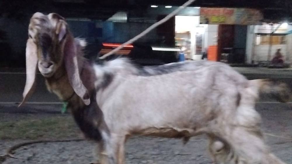 Foto Kurban