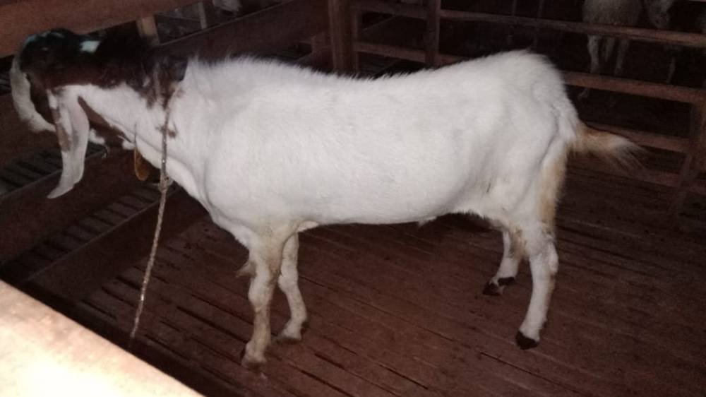 Foto Kurban