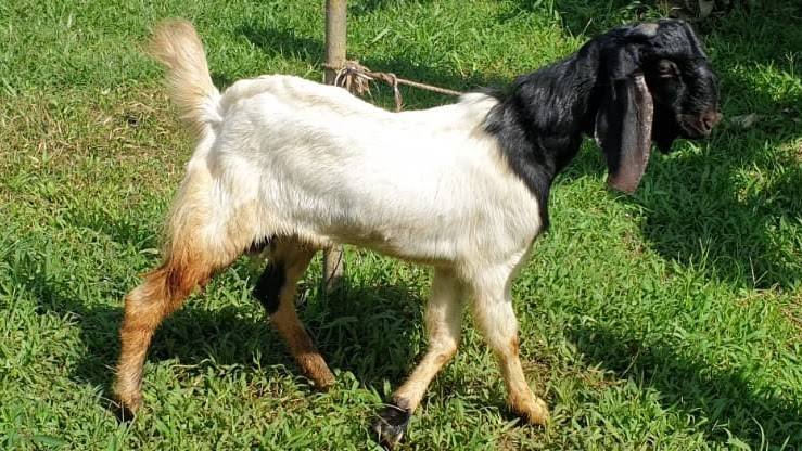 Foto Kurban
