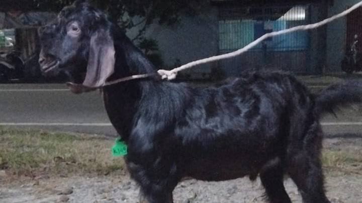 Foto Kurban