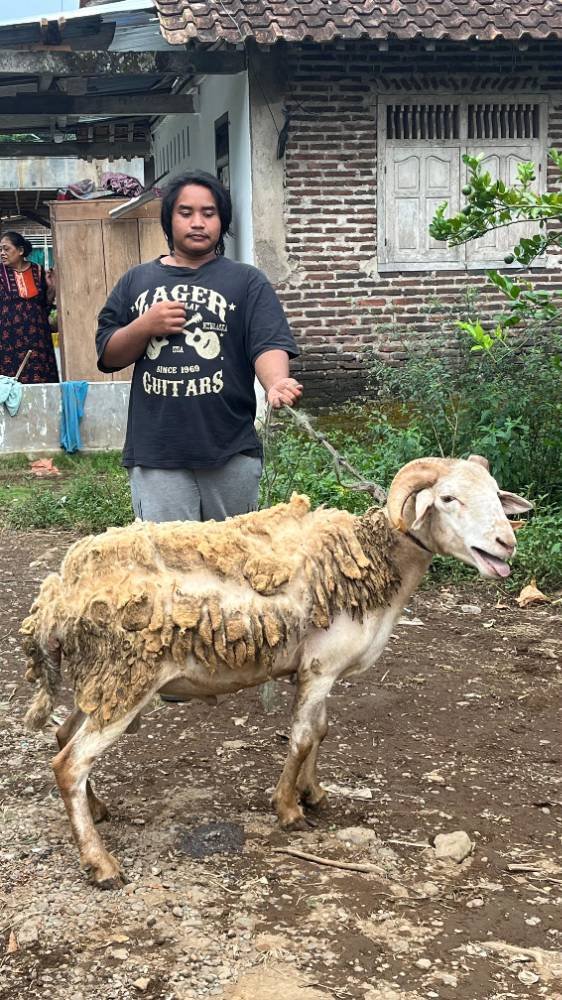Foto Kurban