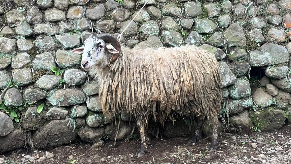 Foto Kurban