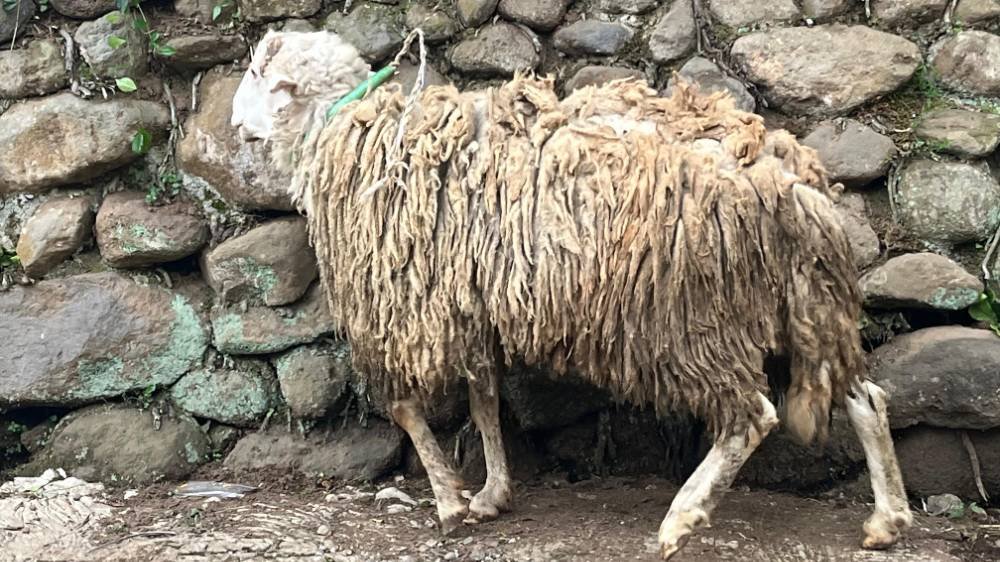 Foto Kurban
