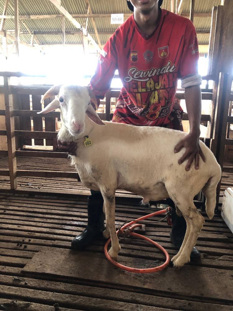 Foto Kurban