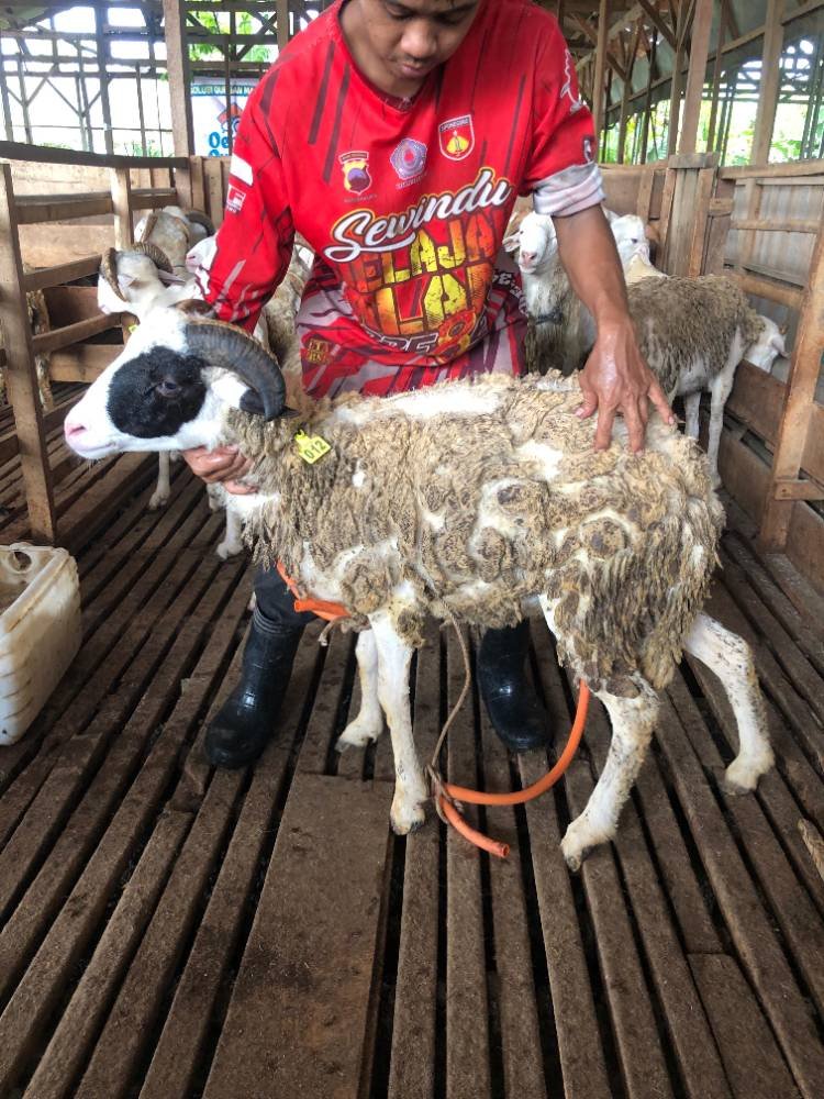 Foto Kurban