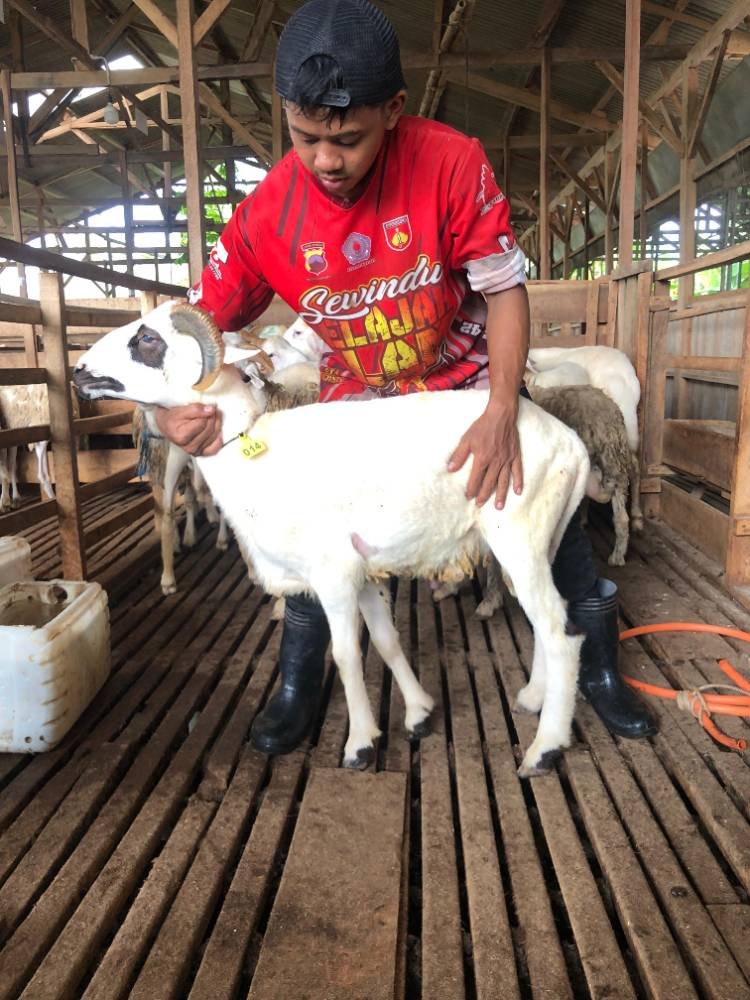 Foto Kurban