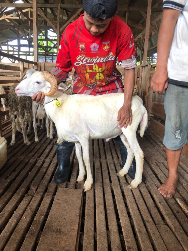 Foto Kurban