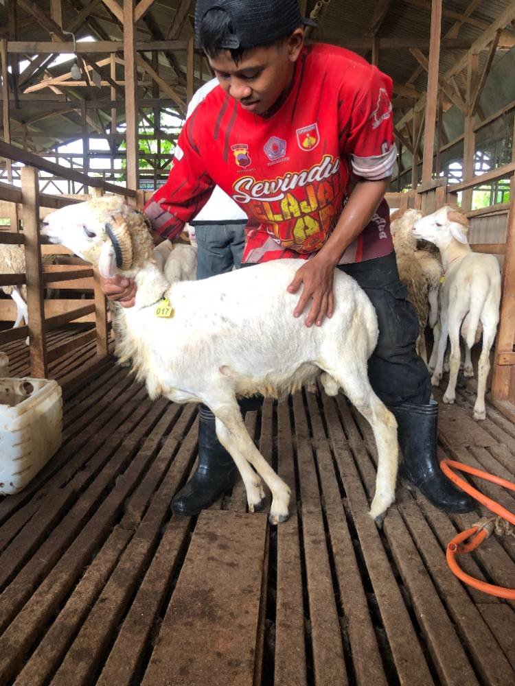 Foto Kurban