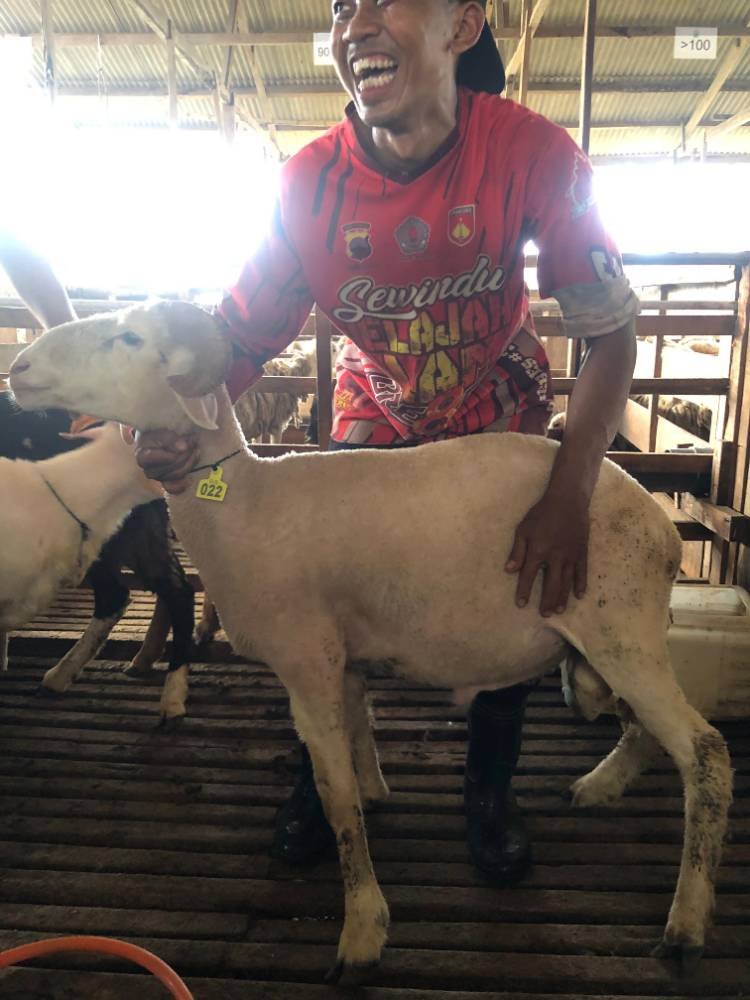 Foto Kurban