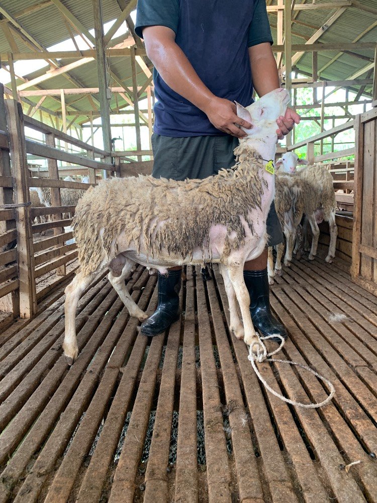 Foto Kurban