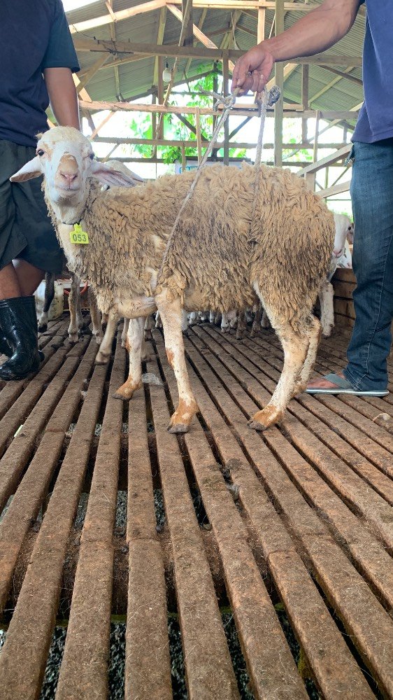 Foto Kurban