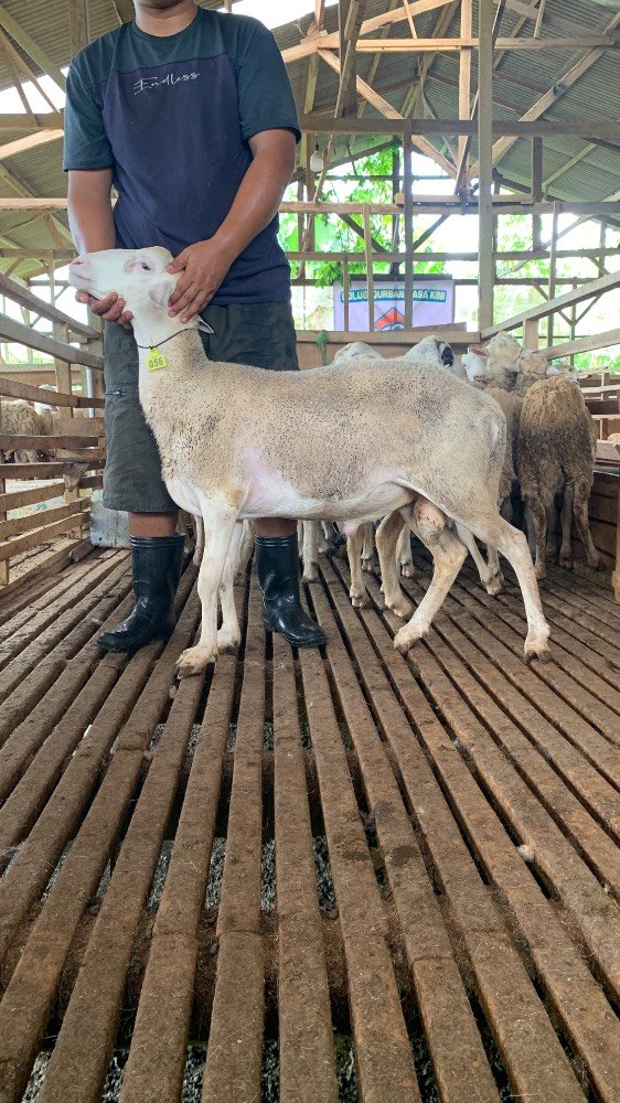Foto Kurban