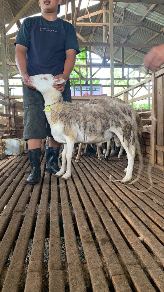 Foto Kurban
