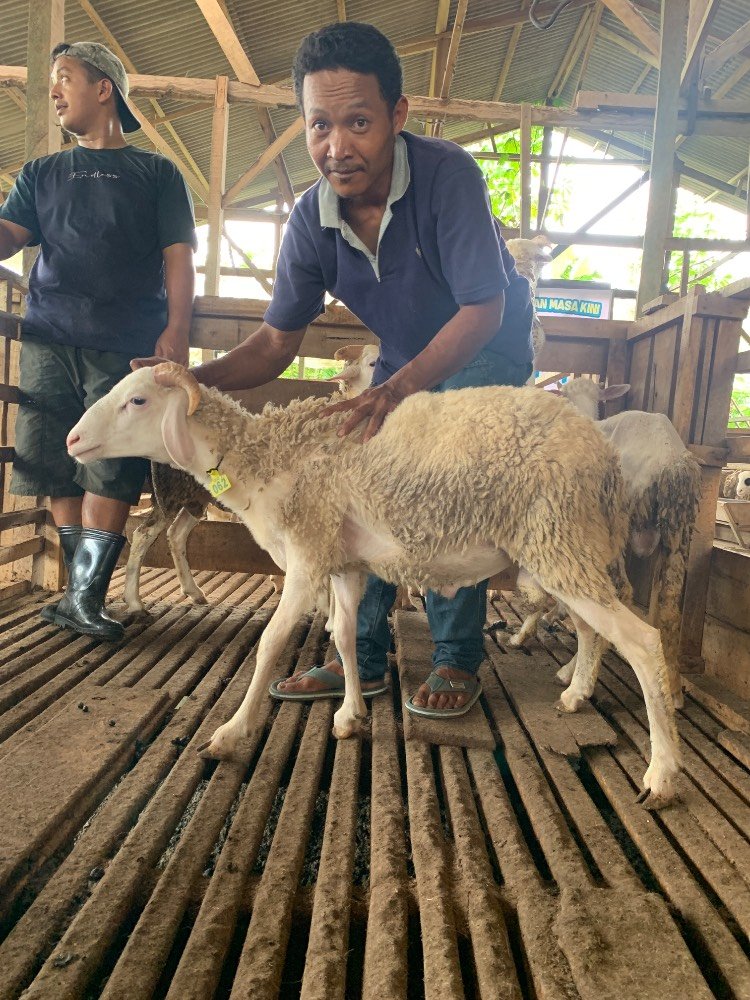 Foto Kurban