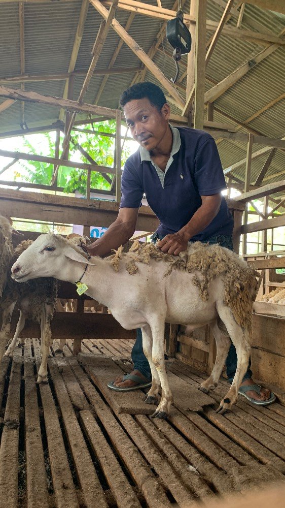 Foto Kurban