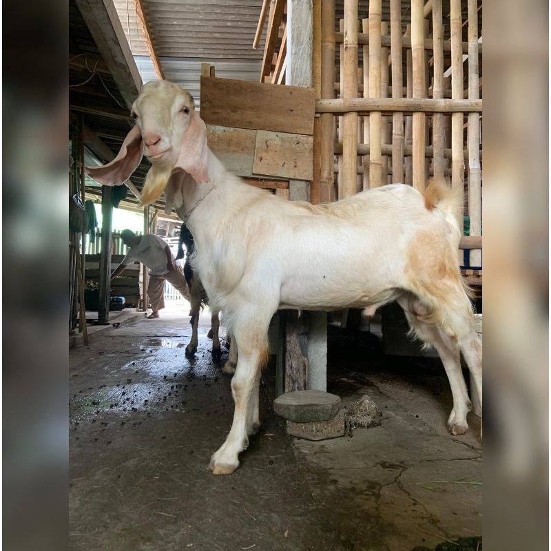 Foto Kurban